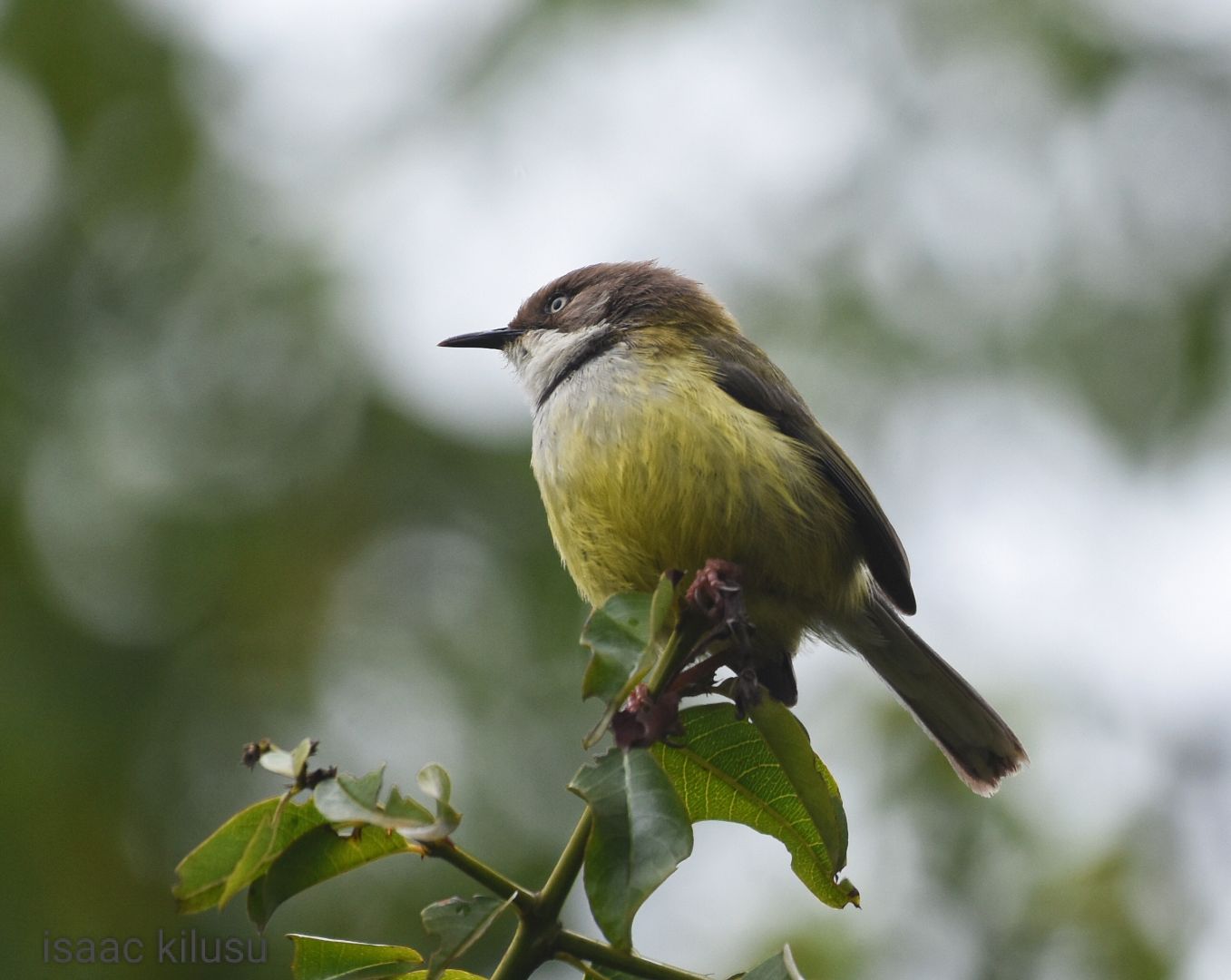 compressed_bar-throated-apalis-kilusu.jpg