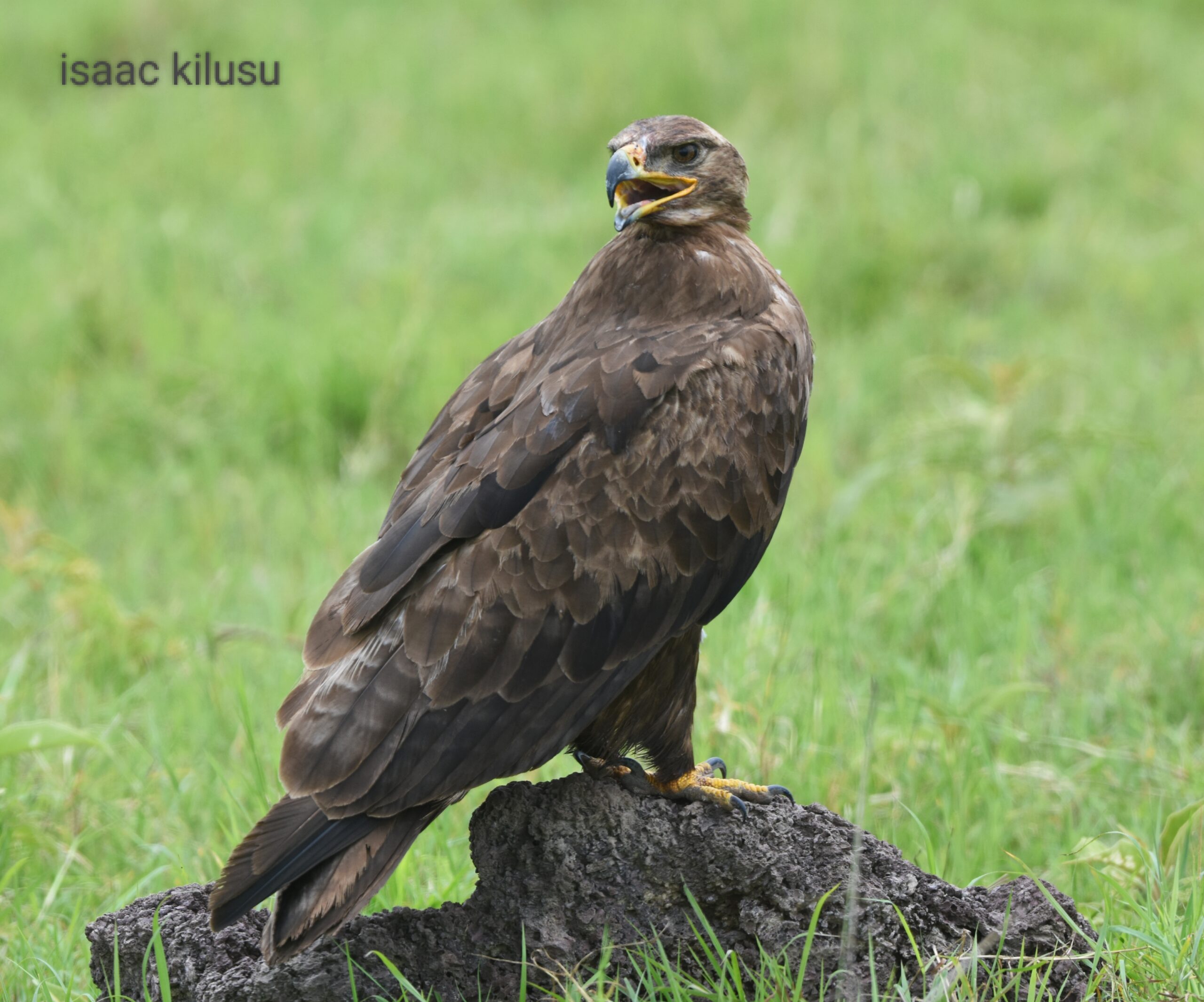steppe-eagle-scaled.jpg